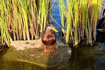 The mallard is a dabbling duck that the male birds (drakes) have a glossy green head and are grey on wings and belly while the females (hens or ducks) have mainly brown-speckled plumage. 