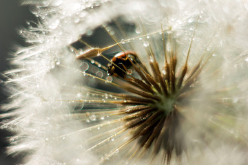 abstract macro