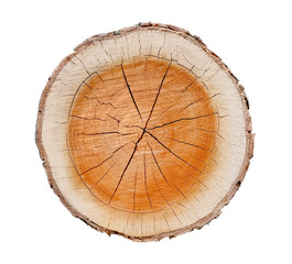 Wall Mural - big tree trunk slice cut from the woods. textured surface with rings and cracks. neutral brown backg