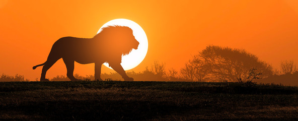 African landscape at sunset with silhouette of a big adult lion