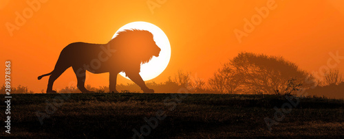 Cuadros en Lienzo African landscape at sunset with silhouette of a big adult lion