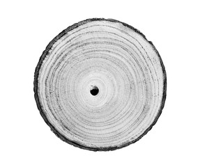 Wall Mural - black and white wood slice from a tree. flat neutral texture with tree rings and texture.