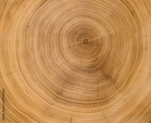 Fotomural Old wooden oak tree cut surface