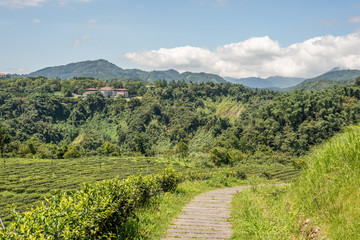 Wall Mural - rural scenery of tea farm at Yuchi