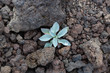 Amazing gentle plant growing on volcanic lava stones. Inspirational and conceptual image for hope, winning, never give up, struggle, persistence, motivation etc.