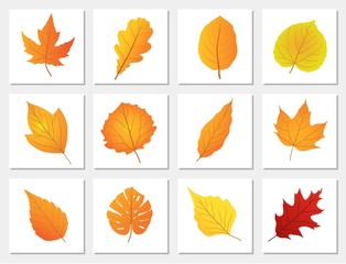 set of autumn leaves vector illustration