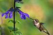 Hummingbird approaching salvia flowers