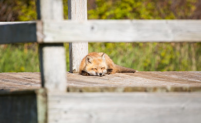 Wall Mural - red fox kit