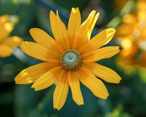 Wall Mural - Yellow Sunflower with bokeh background