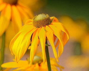 Wall Mural - closeup of yellow flower in the golden hour