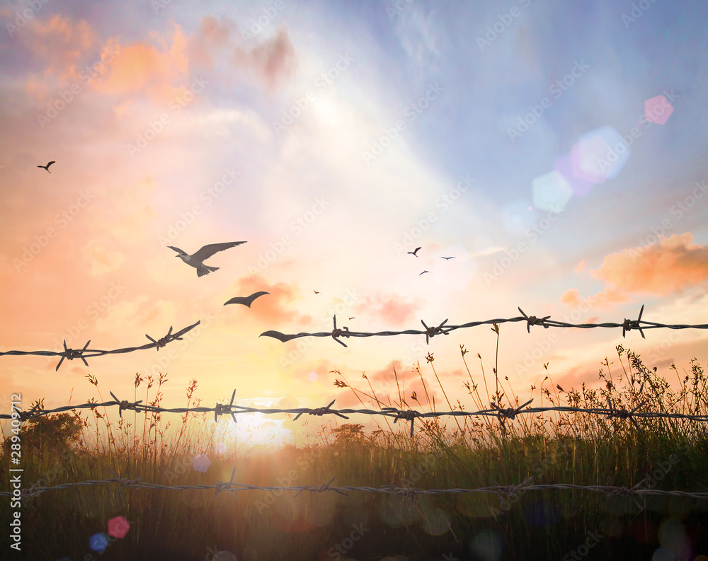 International migrants day concept: Silhouette of bird flying and barbed wire over autumn sunset background - obrazy, fototapety, plakaty 