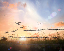 International Migrants Day Concept: Silhouette Of Bird Flying And Barbed Wire Over Autumn Sunset Background