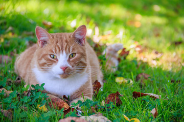 Wall Mural - Beautiful cat lies on the grass with leaves. Pet. Cat for a walk