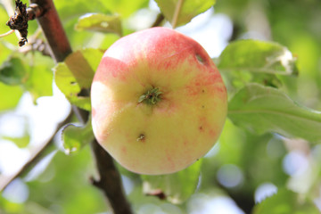 Wall Mural - Ripe juicy apple damaged by a worm on a branch. Organic season fruit