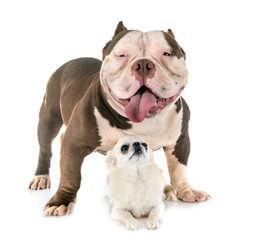 Wall Mural - american bully and chihuahua