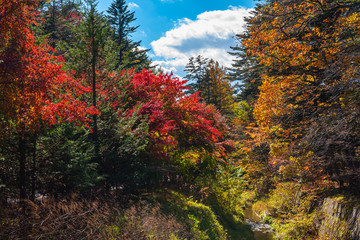 Wall Mural - Multicolor beautiful Autumn landscape background. Colorful fall foliage in sunny day with blue sky