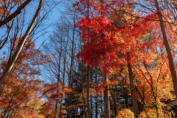 Wall Mural - Multicolor beautiful Autumn landscape background. Colorful fall foliage in sunny day with blue sky