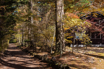 Wall Mural - Karuizawa autumn scenery view, one of best-known resort villages in Japan. colorful tree with red, orange, yellow, green, golden colors around the country house in sunny day, Nagano Prefecture, Japan