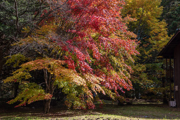Wall Mural - Karuizawa autumn scenery view, one of best-known resort villages in Japan. colorful tree with red, orange, yellow, green, golden colors around the country house in sunny day, Nagano Prefecture, Japan