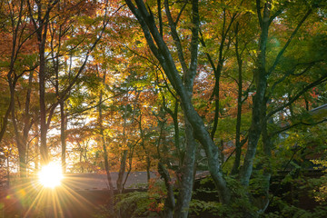 Wall Mural - Karuizawa autumn scenery view, one of best-known resort villages in Japan. colorful tree with red, orange, yellow, green, golden colors around the country house in sunny day, Nagano Prefecture, Japan