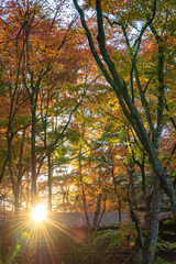 Wall Mural - Karuizawa autumn scenery view, one of best-known resort villages in Japan. colorful tree with red, orange, yellow, green, golden colors around the country house in sunny day, Nagano Prefecture, Japan