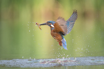 Aufkleber - A male kingfisher Alcedo atthis leaves the water with a minnow in its beak and its wings spread