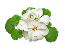 White Geranium Flower Isolated On A White Background