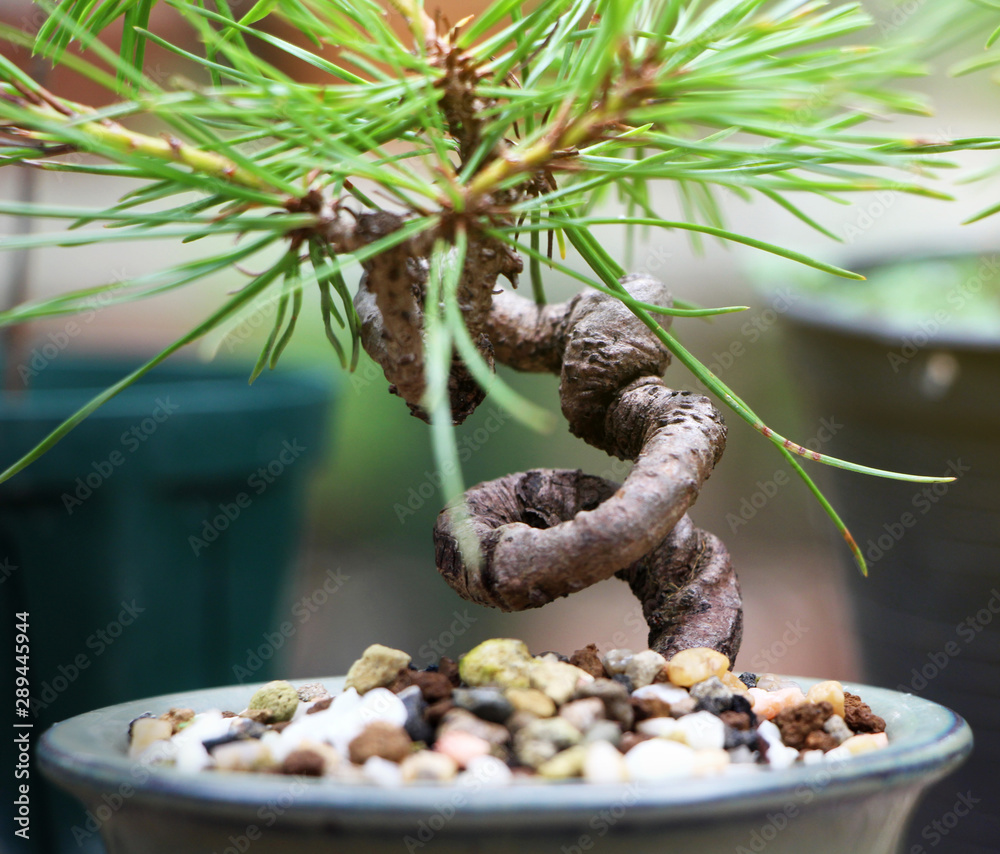 The shape of a bonsai after bending with a wire for too long, Wiring the  bonsai tree to bend, Some bonsai trees have extreme twists and bends. Stock  Photo | Adobe Stock