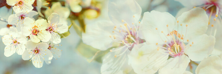 Wall Mural - Blossoming cherry tree on light sky background in sunlight. Soft vintage pastel toned. Springtime sakura flower panorama . Copy space banner