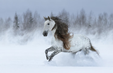 Sticker - Gray long-maned Spanish horse galloping during snowstorm.