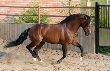 Sticker - Bay Andalusian horse gallops in paddock.