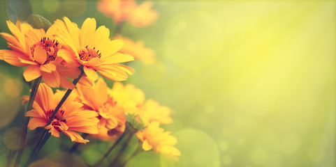 Wall Mural - Yellow flowers in the meadow. Heliopsis flowers on a blurry background. Spring and summer flowers in the form of a panorama. Floral design in soft light.