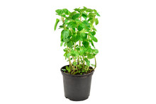 Fresh Mint In A Pot Isolated On White Background.
