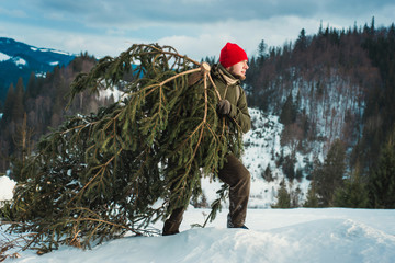 A hipster man carries a felled christmas tree in the forest