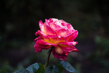 Open Bud, Middle Yellow Rose Flower With Pink Edges And Spots