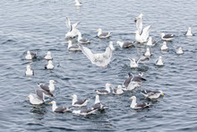 A Flock Of Seagulls Sit On The Surface Of Sea Water