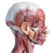 Human head muscles with veins and arteries. Side view.