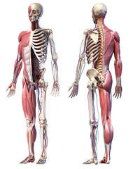 Wall Mural - 3d Illustration of Human full body skeleton with muscles, veins and arteries