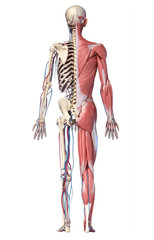 Wall Mural - 3d Illustration of Human full body skeleton with muscles, veins and arteries.