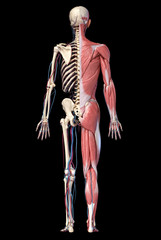 Wall Mural - 3d Illustration of Human full body skeleton with muscles, veins and arteries.