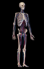 Wall Mural - Human body anatomy. Skeleton with veins and arteries. Front perspective view.