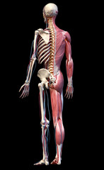 Wall Mural - Human full body skeleton with muscles, veins and arteries. 3d Illustration