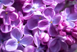 Fototapeta Kwiaty - branch of lilac closeup