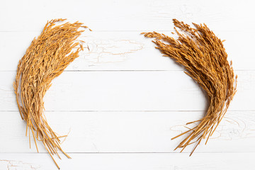 Wall Mural - Paddy rice on white wood background. ears of paddy rice