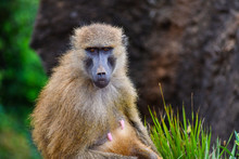 Nice Image Of Guinea Baboons Family. Animal Photo