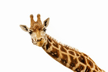 Close Up Shot Of Giraffe Head Isolate On White