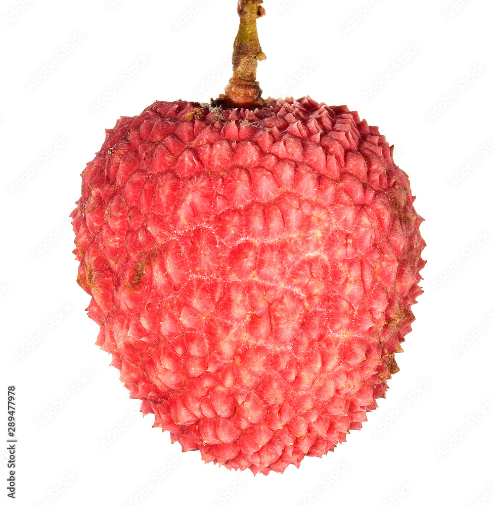 ほろー　lychee berry apple-peach-sq_68f4cc11-acb8-