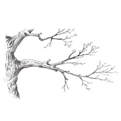 tree branch. hand drawn sketch style illustration of tree branch without leaves. isolated on white b