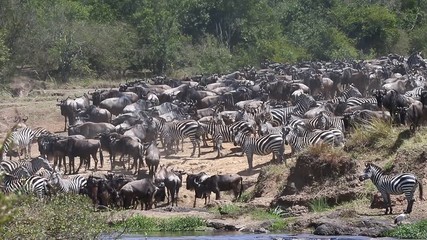 Sticker - Wildebeests are crossing  Mara river. Great Migration. Kenya. Tanzania. Maasai Mara National Park.