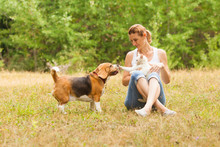 Cats And Dog In The Garden Free Stock Photo - Public Domain Pictures